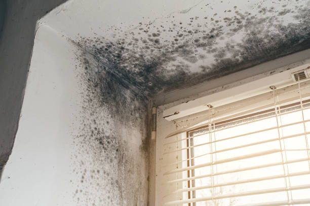 Affordable Commercial Mold Remediation solutions in Halifax, VA